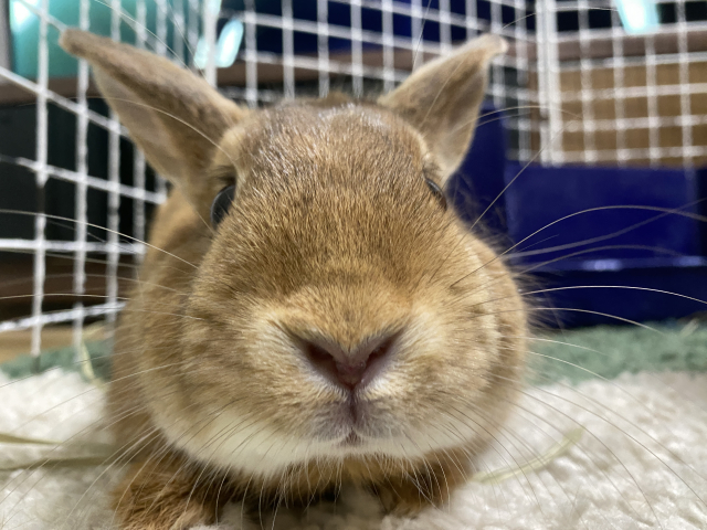 ウサギ